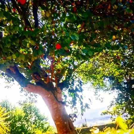 Casa Magnolia * Braga