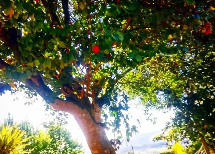 Casa Magnolia * Braga